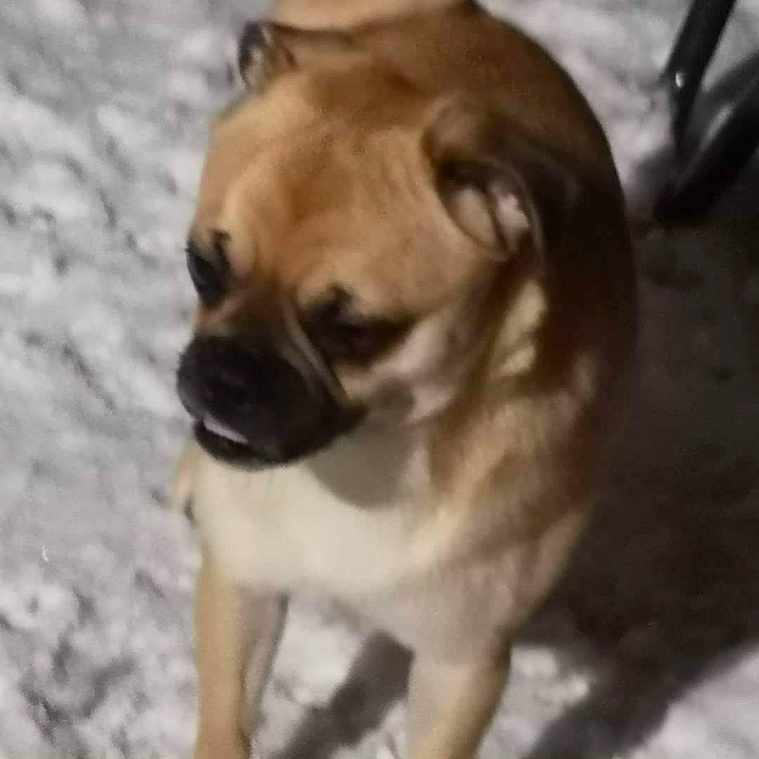 Elza a rejoint le concours — aidez-le/la à gagner de superbes lots ! ancient_dog_breeds, boerboel, boxer, bulldog, canidae, carnivore, companion_dog, dog, dog_breed, fawn, mammal, non_sporting_group, ori_pei, perro_de_presa_mallorquin, pug, puggle, puppy, snout, sporting_group, vertebrate