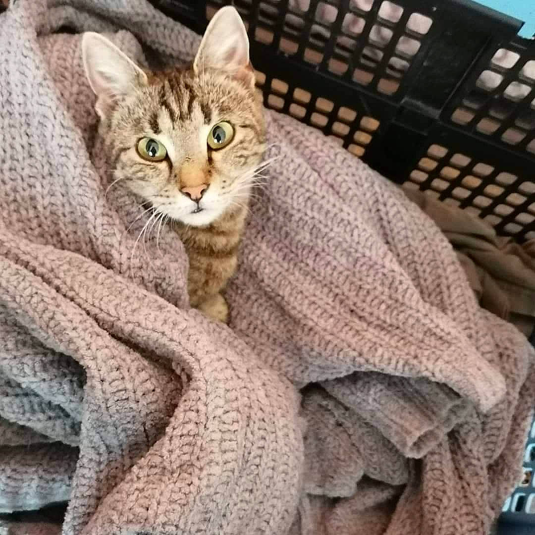 Noisette a rejoint le concours — aidez-le/la à gagner de superbes lots ! aegean_cat, asian, australian_mist, california_spangled, carnivore, cat, chausie, domestic_short_haired_cat, dragon_li, egyptian_mau, european_shorthair, fawn, felidae, kitten, ocicat, pixie_bob, small_to_medium_sized_cats, tabby_cat, whiskers, wicker