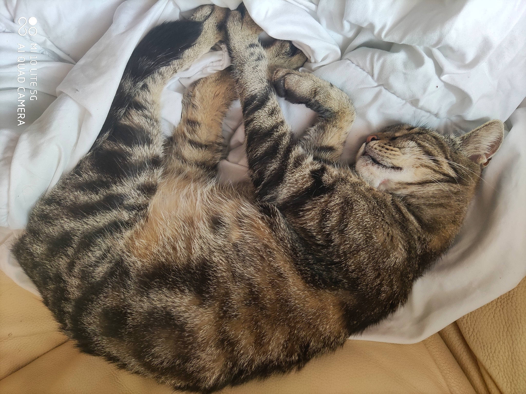 Noisette participe au concours pour gagner de l'argent avec cette photo : american_shorthair, asian, carnivore, cat, cat_bed, domestic_short_haired_cat, dragon_li, egyptian_mau, european_shorthair, felidae, fur, furniture, kitten, nap, pixie_bob, sleep, small_to_medium_sized_cats, tabby_cat, textile, whiskers