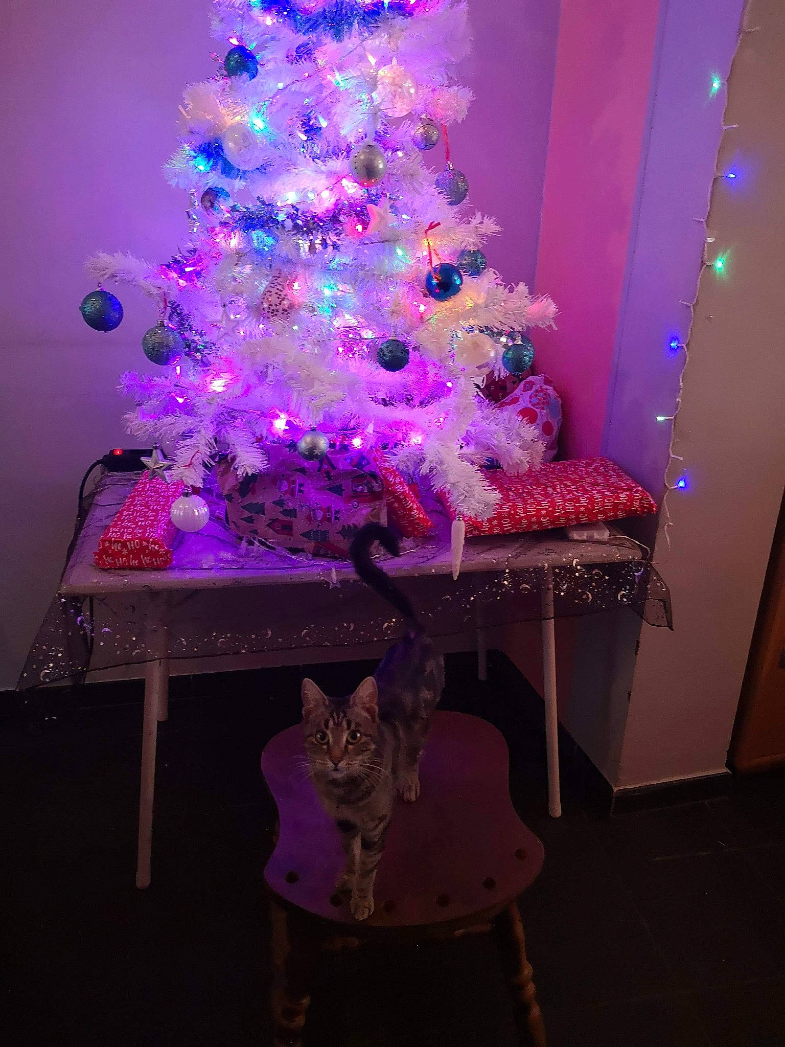 Noisette a rejoint le concours — aidez-le/la à gagner de superbes lots ! christmas, christmas_decoration, christmas_eve, christmas_lights, christmas_ornament, christmas_tree, event, interior_design, light, ornament, pink, plant, purple, room, sky, table, tree, violet