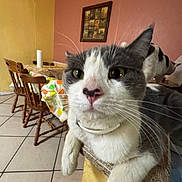 Shroomy is registered to the contest to win money with this photo: cat, close_up, collar, curious, domestic_animal, feline, gray_and_white_cat, house, indoor, pet, pink_nose, relaxed, room, table, tablecloth, tile_floor, two_cats, wall_art, whiskers, wooden_chair