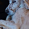 Bobby participe au concours pour gagner de l'argent avec cette photo : dog, animal, pet, spotted, white_fur, long_hair, side_view, relaxed, indoors, calm, laying_down, close_up, portrait, mammal, companion, furry, canine, quiet, soft_light, gentle