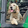 Bobby a rejoint le concours — aidez-le/la à gagner de superbes lots ! dog, animal, pet, tractor, vehicle, green, seat, control_panel, window, paws, tongue, happy, panting, inside, machinery, outdoor, nature, relaxed, crossed_paws, fur