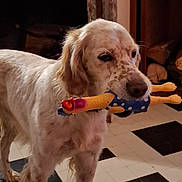 Bobby participe au concours pour gagner de l'argent avec cette photo : dog, rubber_chicken_toy, indoor, speckled_fur, light_colored_dog, pet_toy, floor_tiles, black_and_white_floor, animal, canine, fur, mouth, toy, polka_dot, house, room, curtains, wood_furniture, pet, domestic_animal