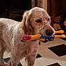 dog, rubber_chicken_toy, indoor, speckled_fur, light_colored_dog, pet_toy, floor_tiles, black_and_white_floor, animal, canine, fur, mouth, toy, polka_dot, house, room, curtains, wood_furniture, pet, domestic_animal