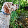 dog, wet_fur, blue_collar, side_profile, outdoor, river, water, grass, trees, reflection, nature, canine, speckled, summer, daylight, peaceful, animal, muzzle, snout, portrait
