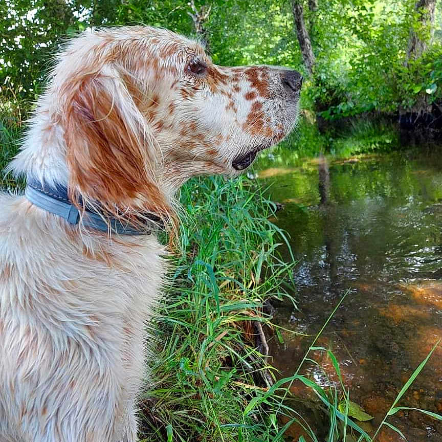 Bobby a rejoint le concours — aidez-le/la à gagner de superbes lots ! dog, wet_fur, blue_collar, side_profile, outdoor, river, water, grass, trees, reflection, nature, canine, speckled, summer, daylight, peaceful, animal, muzzle, snout, portrait