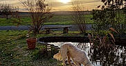 Bobby participe au concours pour gagner de l'argent avec cette photo : dog, pond, water, grass, plants, sunset, clouds, sky, outdoor, nature, garden, bench, tree, shrub, landscape, rural, peaceful, animal, drinking, reflection