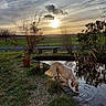 dog, pond, water, grass, plants, sunset, clouds, sky, outdoor, nature, garden, bench, tree, shrub, landscape, rural, peaceful, animal, drinking, reflection