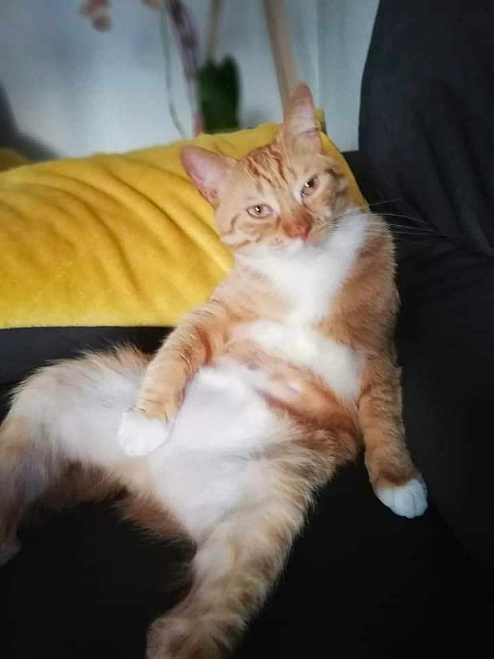 Chat Chat