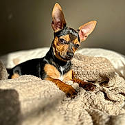 Kira joined the competition — help win amazing prizes! animal, bed, black, blanket, brown, comfort, cozy, cute, dog, ears, fur, indoors, pet, portrait, relaxing, shadow, small_dog, sunlight, tan, texture