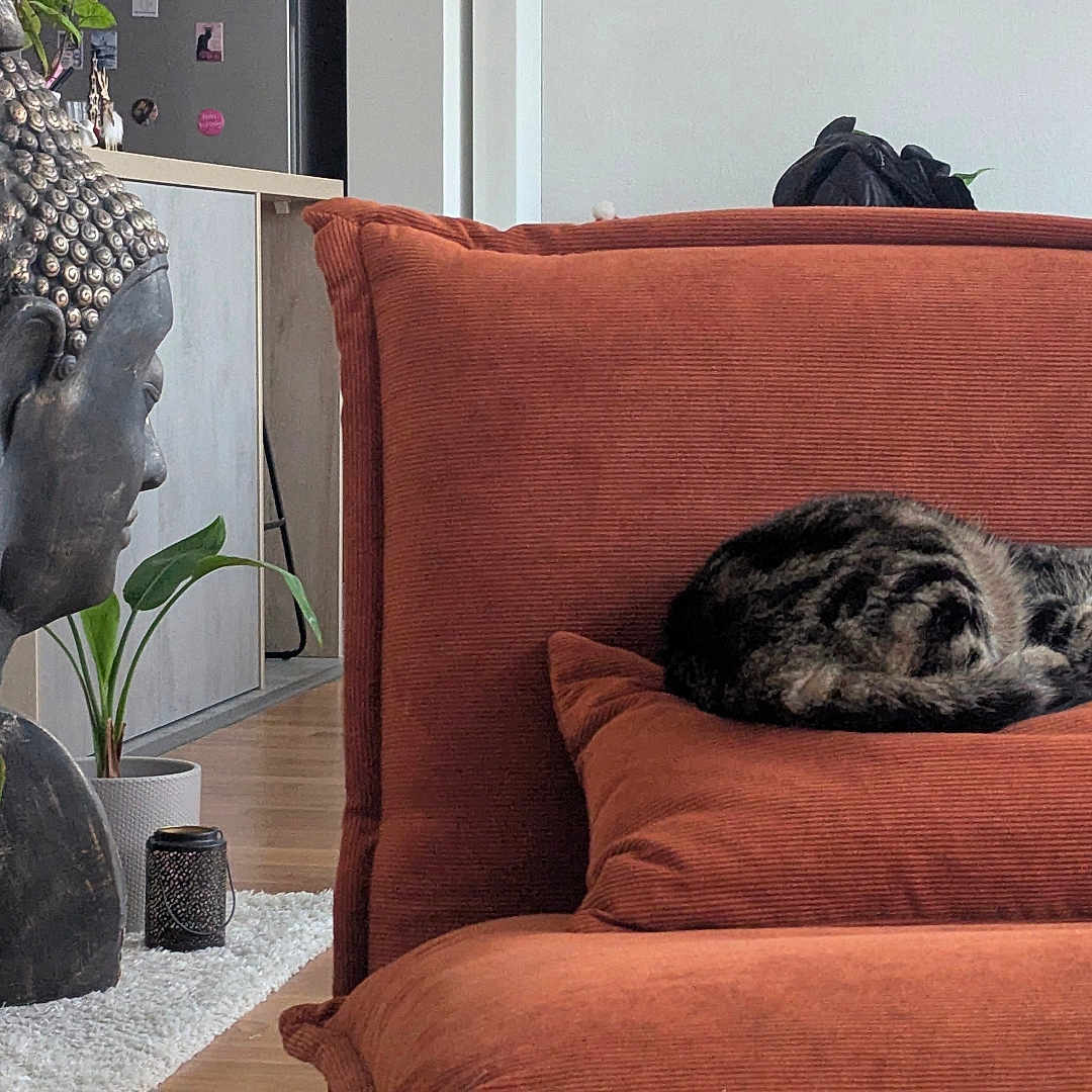 François Mari participe au concours pour gagner de l'argent avec cette photo : buddha, cat, couch, cozy, decor, fur, furniture, home, houseplant, indoor, living_room, ornament, peaceful, pillow, relaxing, resting, sleeping, statue, tabby, wooden_floor