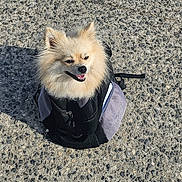 Tango a rejoint le concours — aidez-le/la à gagner de superbes lots ! accessories, animal, bag, canine, cat, clothing, coat, dog, eskimodog, fox, handbag, jacket, kitfox, leash, pet, puppy, road, soil, strap, tarmac