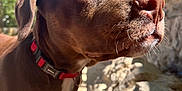 Agrid a rejoint le concours — aidez-le/la à gagner de superbes lots ! dog, brown_dog, collar, pet, closeup, outdoor, sunlight, nature, animal, canine, face, fur, eyes, snout, curious, daylight, blue_sky, rocks, greenery, portrait