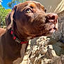 dog, brown_dog, collar, pet, closeup, outdoor, sunlight, nature, animal, canine, face, fur, eyes, snout, curious, daylight, blue_sky, rocks, greenery, portrait
