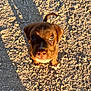 puppy, dog, brown, outdoor, sunlight, gravel, shadow, cute, pet, animal, looking_up, young, ears, nose, eyes, tail, sunny, daylight, adorable, ground
