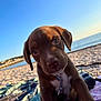 puppy, dog, beach, ocean, sky, sunlight, animal, pet, outdoor, towel, water, young, brown_fur, collar, leash, cute, nature, summer, vacation, portrait