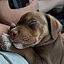 puppy, sleeping, brown_puppy, dog, close_up, pet, animal, cute, resting, paw, person, lap, indoor, cozy, relaxation, snout, fur, ears, peaceful, companion