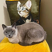 Syah participe au concours pour gagner de l'argent avec cette photo : cat, gray_cat, yellow_chair, pillow, cat_pillow, indoor, pet, fur, animal, portrait_pillow, decor, feline, cozy, resting, curled_up, domestic_cat, cute, household, whiskers, ears
