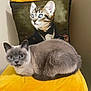 cat, gray_cat, yellow_chair, pillow, cat_pillow, indoor, pet, fur, animal, portrait_pillow, decor, feline, cozy, resting, curled_up, domestic_cat, cute, household, whiskers, ears