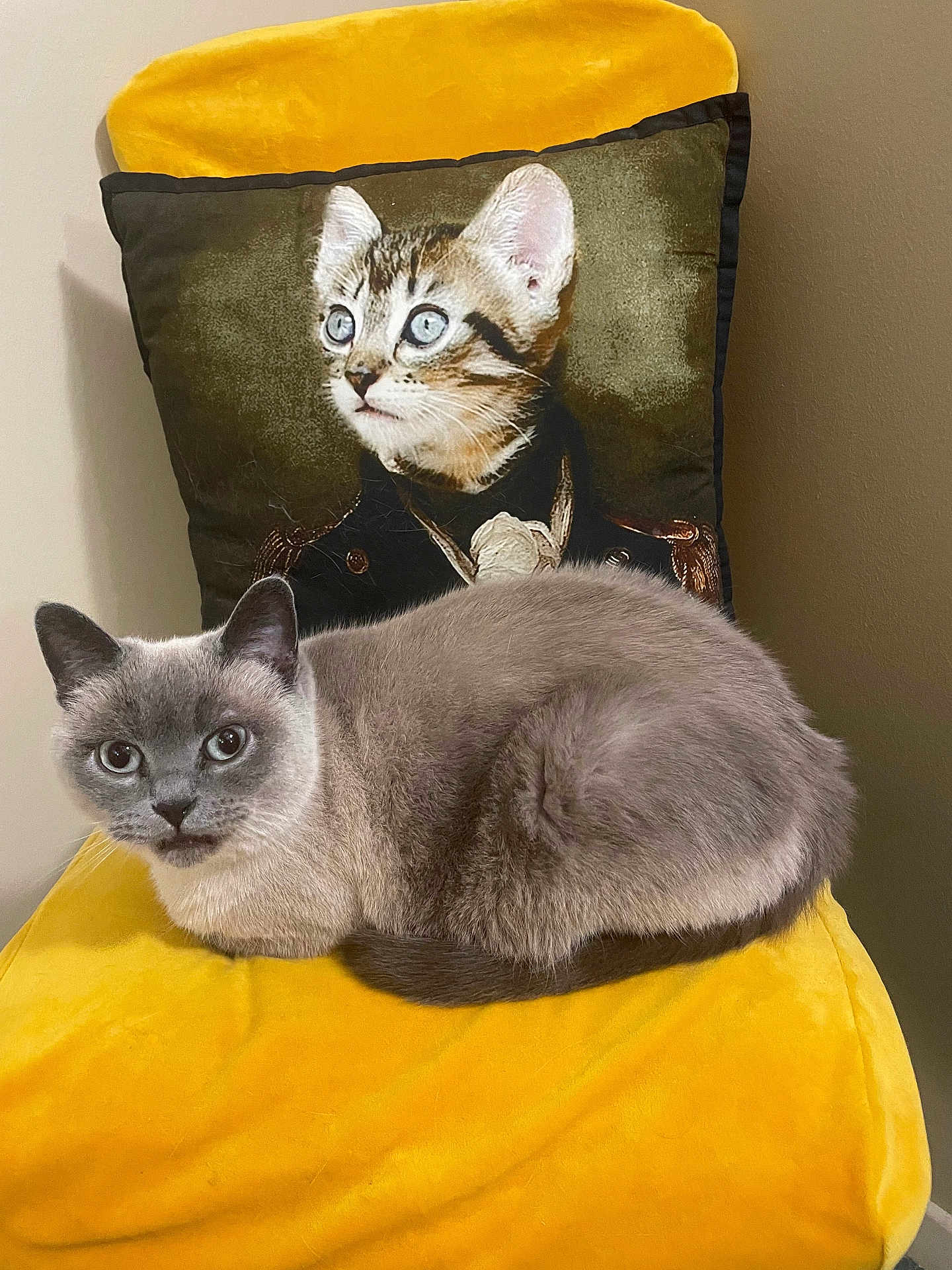 Syah participe au concours pour gagner de l'argent avec cette photo : cat, gray_cat, yellow_chair, pillow, cat_pillow, indoor, pet, fur, animal, portrait_pillow, decor, feline, cozy, resting, curled_up, domestic_cat, cute, household, whiskers, ears
