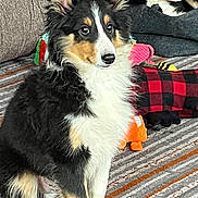 Elvis joined the competition — help win amazing prizes! dog, puppy, tricolor, pet, sitting, fur, ears, alert, indoors, living_room, couch, dog_bed, plush_toy, buffalo_check, carpet, portrait, cute, companion, cozy, blanket