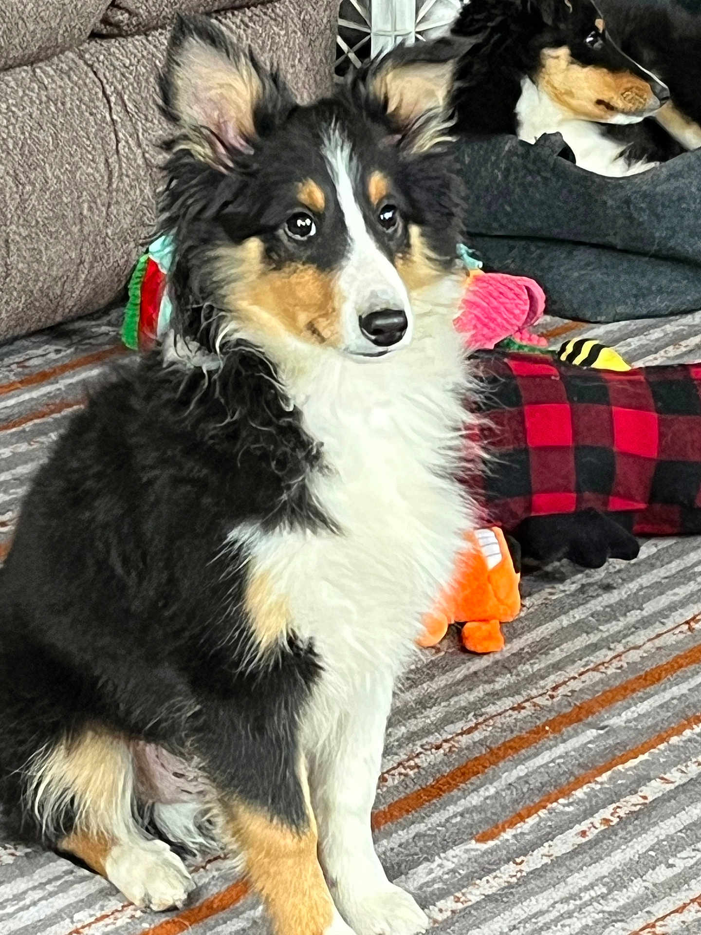 Elvis joined the competition — help win amazing prizes! dog, puppy, tricolor, pet, sitting, fur, ears, alert, indoors, living_room, couch, dog_bed, plush_toy, buffalo_check, carpet, portrait, cute, companion, cozy, blanket