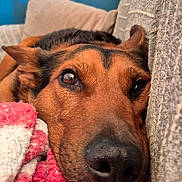 Akira participe au concours pour gagner de l'argent avec cette photo : animal, beagle, blanket, canine, chair, couch, cushion, dog, furniture, homedecor, hound, labradorretriever, linen, person, pet, puppy, quilt, sleeping, snout, towel