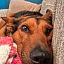 animal, beagle, blanket, canine, chair, couch, cushion, dog, furniture, homedecor, hound, labradorretriever, linen, person, pet, puppy, quilt, sleeping, snout, towel