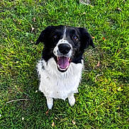 Reïko a rejoint le concours — aidez-le/la à gagner de superbes lots ! accessories, animal, ball, bodypart, canine, cockerspaniel, dog, field, grass, grassland, green, lawn, mouth, nature, outdoors, person, pet, plant, puppy, vegetation