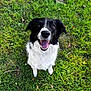 accessories, animal, ball, bodypart, canine, cockerspaniel, dog, field, grass, grassland, green, lawn, mouth, nature, outdoors, person, pet, plant, puppy, vegetation