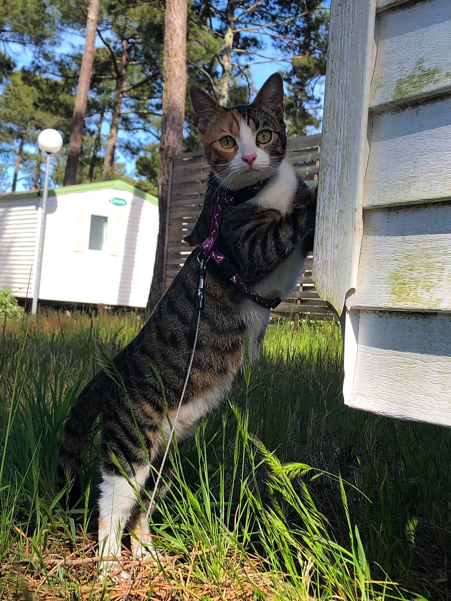 Pearl a rejoint le concours — aidez-le/la à gagner de superbes lots ! aegean_cat, carnivore, cat, domestic_short_haired_cat, dragon_li, european_shorthair, felidae, fur, grass, kitten, mammal, plant, small_to_medium_sized_cats, sokoke, tabby_cat, tail, tree, whiskers, wild_cat, wildlife