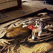 Monte joined the competition — help win amazing prizes! cat, bandana, red, white, heart_pattern, rug, lion_design, carpet, living_room, furniture, sofa, wood_paneling, floor_vent, domestic_cat, pet, animal, indoor, relaxed, lying_down, cozy