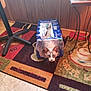 Monte is registered to the contest to win money with this photo: canidae, carnivore, dog, dog_breed, floor, flooring, pointing_breed, sporting_group, vizsla, weimaraner
