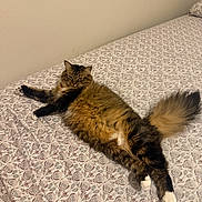 Kiki joined the competition — help win amazing prizes! bed, bedroom, bedspread, black_and_white, brown_fur, cat, ears, fluffy, indoor, long_hair, lying_down, patterned, paws, pet, portrait, relaxed, stretching, tabby, tail, whiskers