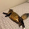 bed, bedroom, bedspread, black_and_white, brown_fur, cat, ears, fluffy, indoor, long_hair, lying_down, patterned, paws, pet, portrait, relaxed, stretching, tabby, tail, whiskers