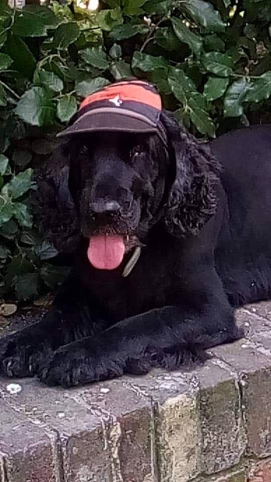 Diamant participe au concours pour gagner de l'argent avec cette photo : borador, canidae, carnivore, companion_dog, dog, dog_breed, dog_collar, fawn, fur, grass, guard_dog, gun_dog, hat, liver, plant, snout, sporting_group, terrestrial_animal, working_animal, working_dog