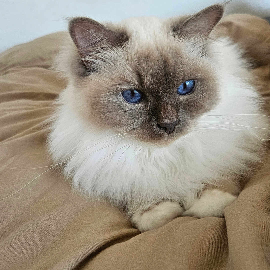Sirius