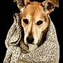dog, scarf, knitted, portrait, brown_dog, animal, pet, cozy, winter, warm, furry, ears, face, black_background, looking, cute, wrapped, calm, indoors, closeup