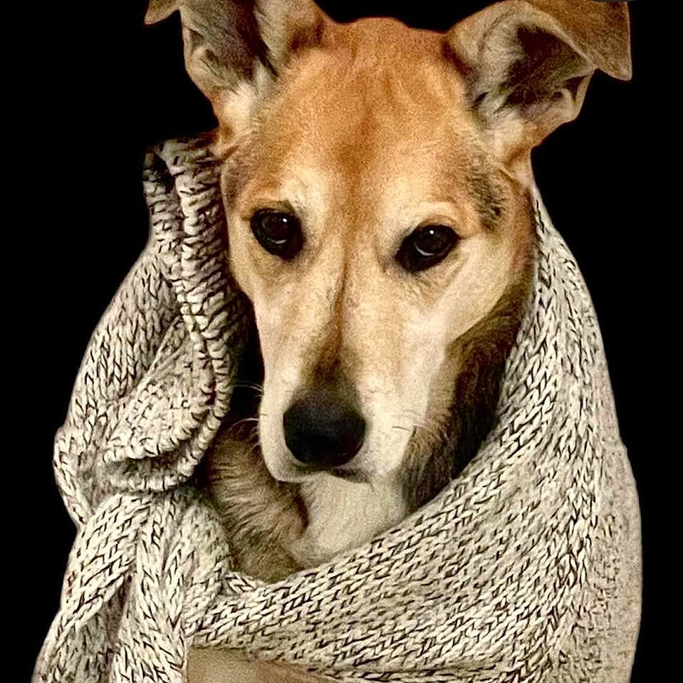 Fanny participe au concours pour gagner de l'argent avec cette photo : animal, black_background, brown_dog, calm, closeup, cozy, cute, dog, ears, face, furry, indoors, knitted, looking, pet, portrait, scarf, warm, winter, wrapped