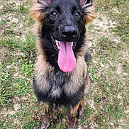 Aïka a rejoint le concours — aidez-le/la à gagner de superbes lots ! animal, canine, closeup, dog, ears, eyes, friendly, fur, german_shepherd, grass, happy, muzzle, nature, outdoor, pet, playful, portrait, sitting, tongue_out, young_dog