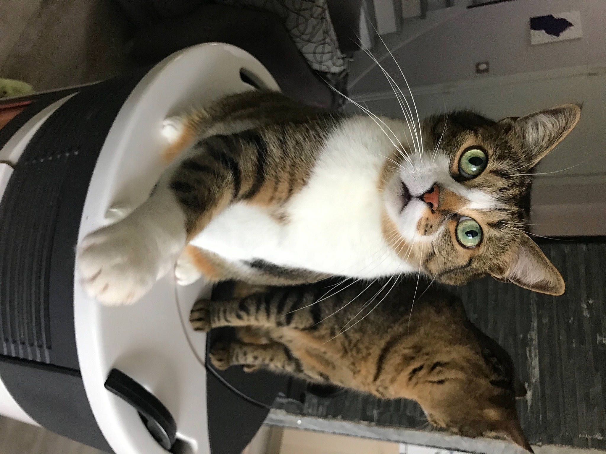 James participe au concours pour gagner de l'argent avec cette photo : carnivore, cat, comfort, domestic_short_haired_cat, felidae, fur, paw, small_to_medium_sized_cats, snout, tail, whiskers