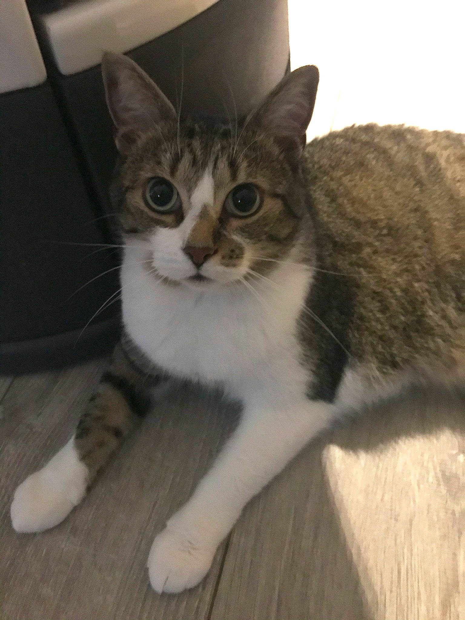 James a rejoint le concours — aidez-le/la à gagner de superbes lots ! carnivore, cat, comfort, domestic_short_haired_cat, eye, felidae, flooring, foot, fur, hardwood, paw, sitting, small_to_medium_sized_cats, snout, tail, terrestrial_animal, whiskers, window