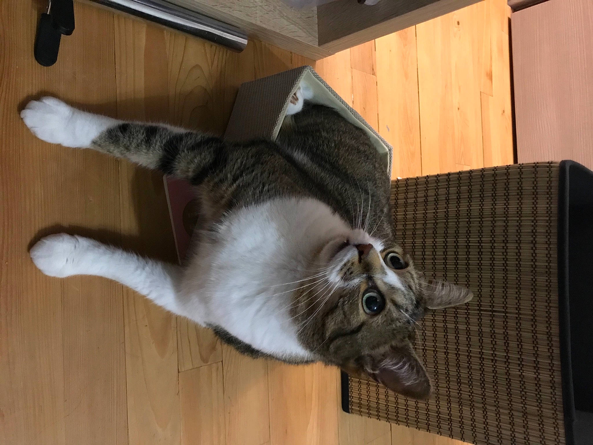 James a rejoint le concours — aidez-le/la à gagner de superbes lots ! box, carnivore, cat, claw, domestic_short_haired_cat, fawn, felidae, floor, flooring, fur, hardwood, paw, room, small_to_medium_sized_cats, snout, tail, whiskers, wood, wood_flooring