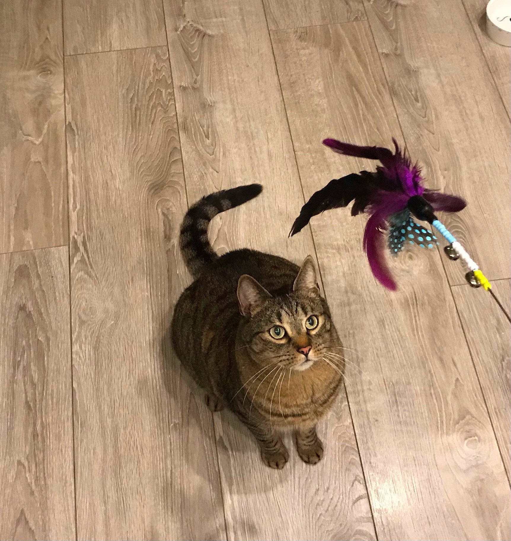 John a rejoint le concours — aidez-le/la à gagner de superbes lots ! carnivore, cat, domestic_short_haired_cat, eyewear, fawn, felidae, floor, flooring, fur, grey, hardwood, laminate_flooring, pattern, plant, small_to_medium_sized_cats, tail, whiskers, wood, wood_flooring, wood_stain