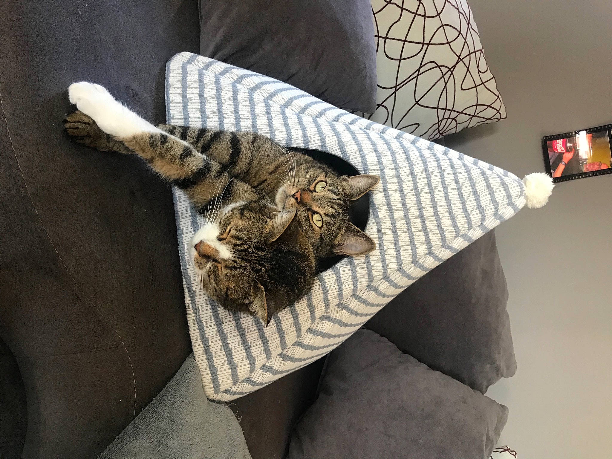 John participe au concours pour gagner de l'argent avec cette photo : bedding, carnivore, cat, comfort, couch, domestic_short_haired_cat, felidae, fur, grey, linens, pattern, pillow, small_to_medium_sized_cats, studio_couch, table, tail, textile, throw_pillow, whiskers, wood