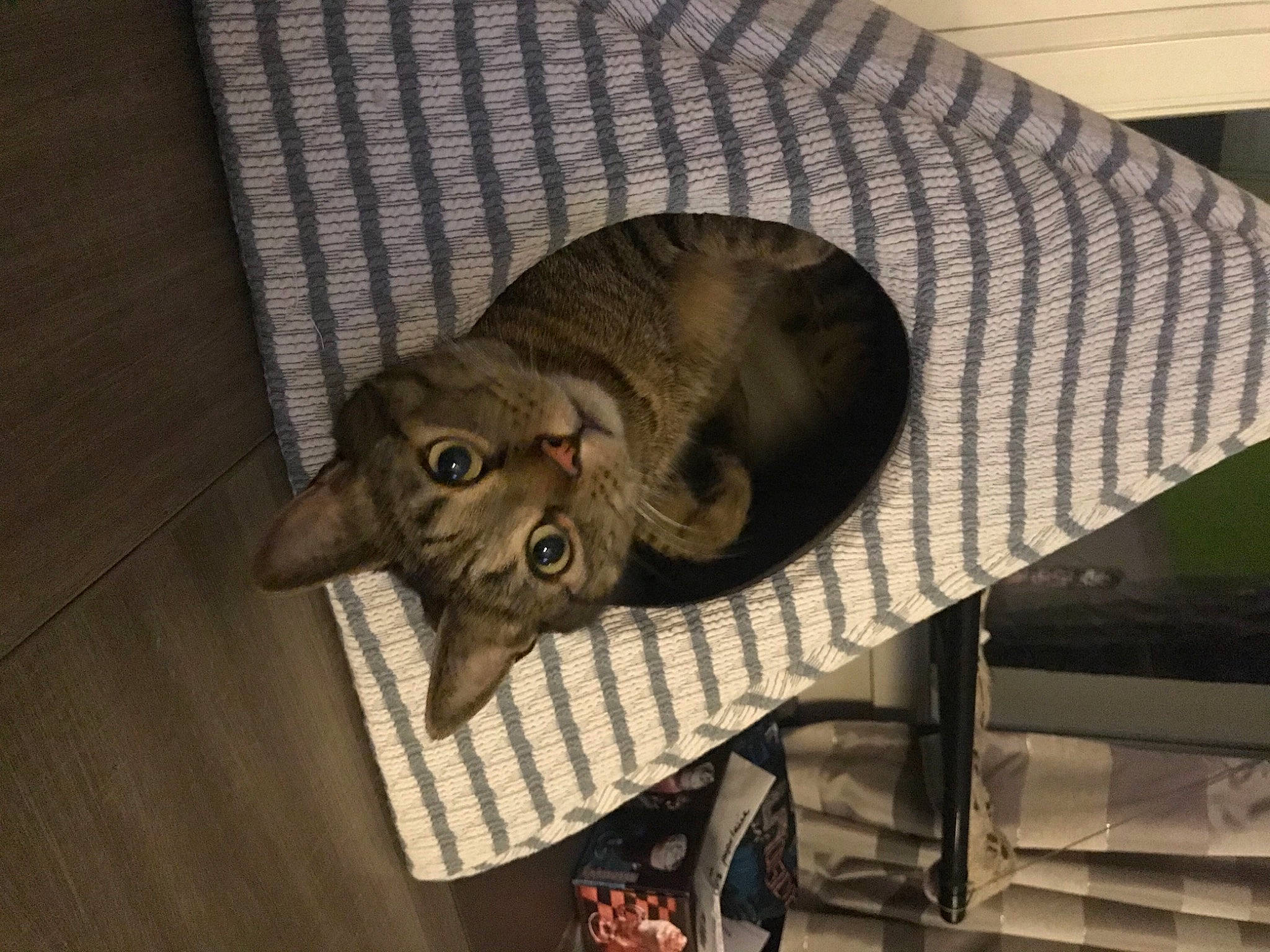 John participe au concours pour gagner de l'argent avec cette photo : animal_shelter, canidae, carnivore, cat, cat_bed, cat_supply, comfort, domestic_short_haired_cat, fawn, felidae, fur, hardwood, linens, room, small_to_medium_sized_cats, tail, terrestrial_animal, whiskers, wood