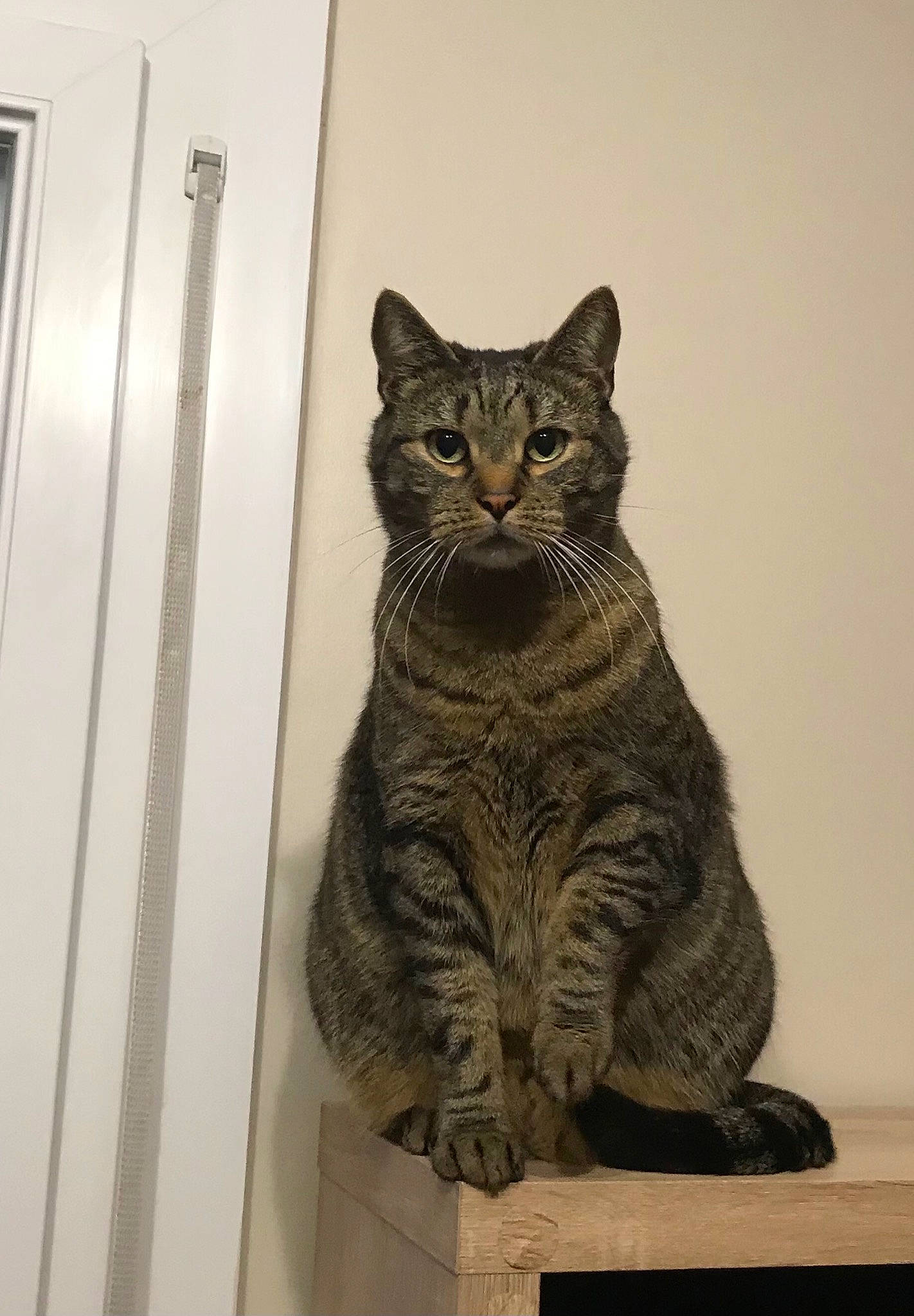 John participe au concours pour gagner de l'argent avec cette photo : art, carnivore, cat, domestic_short_haired_cat, door, felidae, fur, grey, home_door, pattern, sculpture, sitting, small_to_medium_sized_cats, snout, tail, terrestrial_animal, whiskers, window, wood