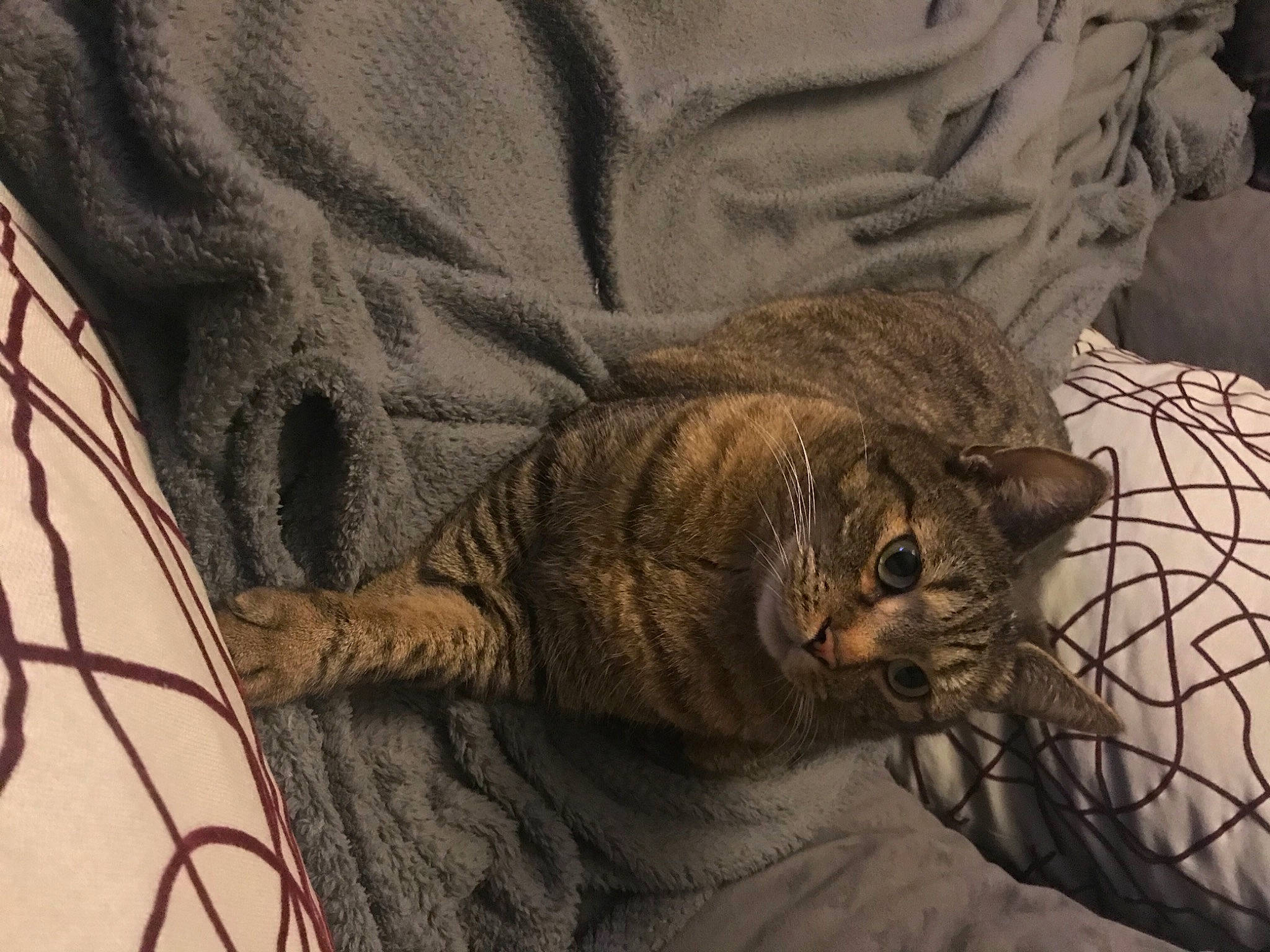 John a rejoint le concours — aidez-le/la à gagner de superbes lots ! brown, carnivore, cat, claw, comfort, domestic_short_haired_cat, felidae, flooring, fur, grey, linens, nap, pattern, paw, small_to_medium_sized_cats, snout, tail, terrestrial_animal, whiskers, wood