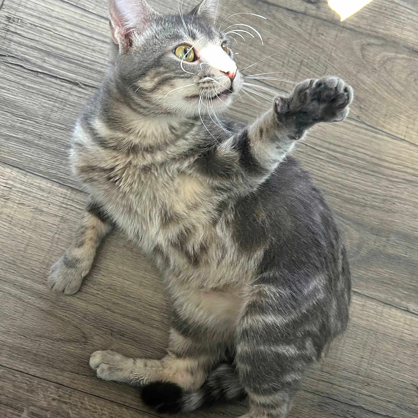 Sapo Di Bapo is registered to the contest to win money with this photo: abyssinian, accessories, animal, brasssection, canine, cat, dog, egyptiancat, gray, hardwood, husky, kitten, leash, manx, musicalinstrument, person, pet, slate, strap, wood